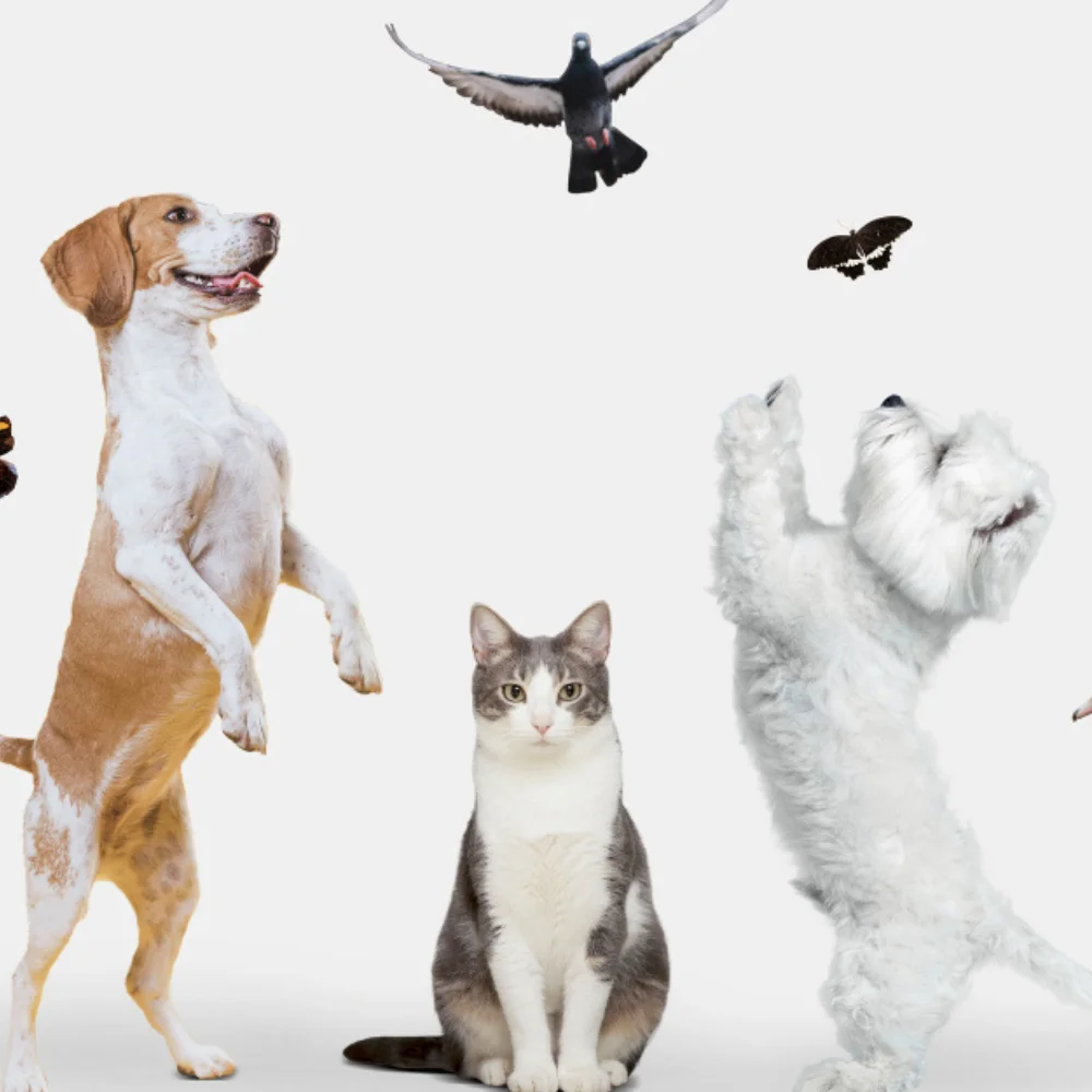 Cat and dog with toys