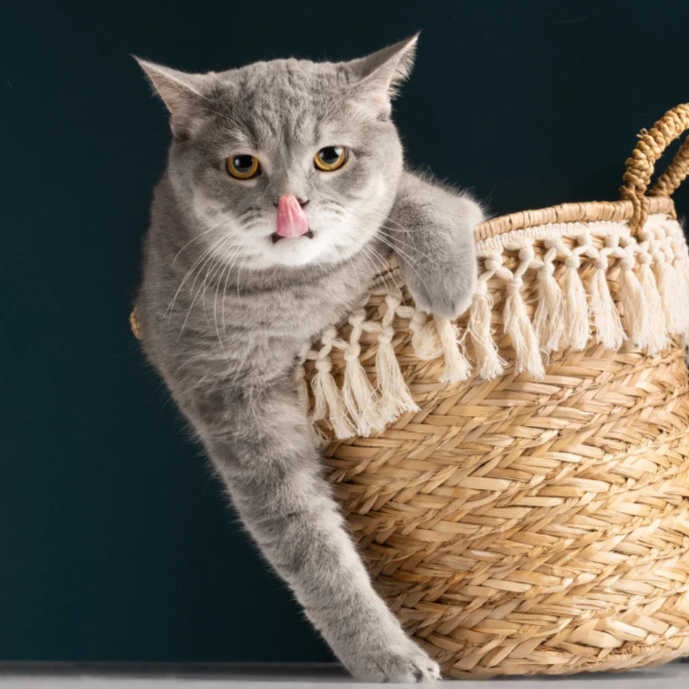 beautiful cat