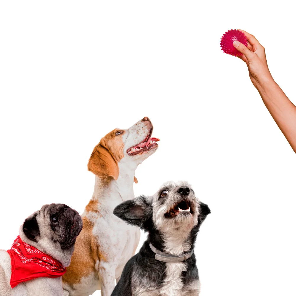 cat and dog one-min-pets